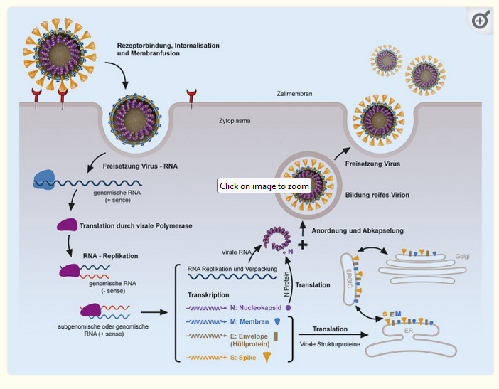 Replikation Coronaviren