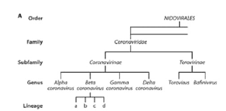 Stammbaum Coronaviren
